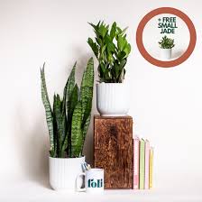 Plant Potted Houseplants