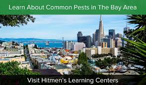 Submit a coupon for do my own pest control here. Pest Control In The North East Bay Area The Hitmen Since 1978