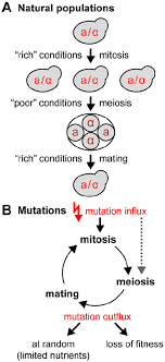 life cycleutation homeostasis