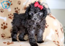 tia toy poodle puppy