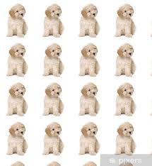 dog apricot toy poodle puppy