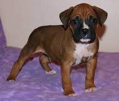 My boxer is now 18 months old, and it seems he is still very puppy like! Boxer Puppies For Sale St Louis Mo 248324 Petzlover