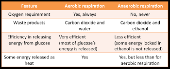Gas Exchange System And Respiration