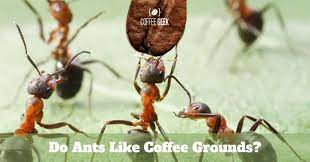 do ants like coffee grounds or does it