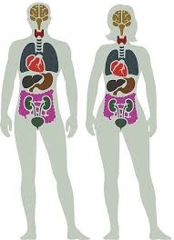 There are no comments for illustration of female internal organs. Male And Female Internal Organ Diagram Human Body Drawing Human Body Organs Body Diagram