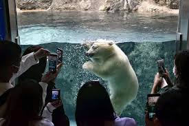 polar bear cub makes splash at hokkaido