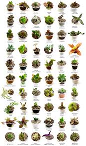 Image Result For Succulent Identification Chart Planting