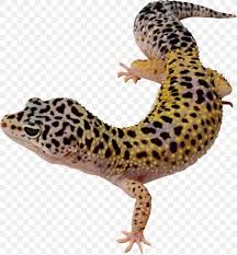 common leopard gecko lizard east indian