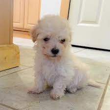 Get to us and book your maltese now. Seattle Wa Maltese Meet Maltipoo Puppies Hero Dogs A Pet For Adoption