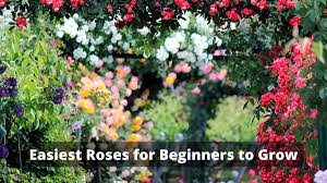 easiest roses to grow for beginners