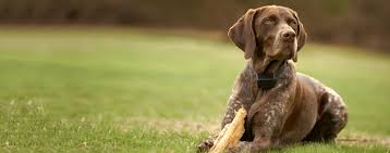 Willow creek kennels offers dog training, boarding and is a breeder of german shorthairs German Shorthaired Pointer Dog Breed Facts And Information Wag Dog Walking
