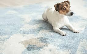 remove old urine stains from carpet