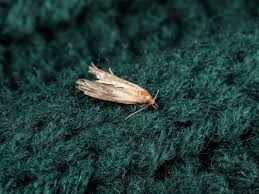 clothes and carpet moths pest uk