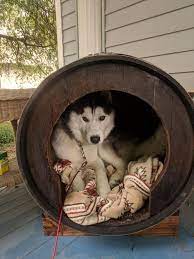 Ift Tt 2rfseu2 Barrel Dog House