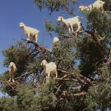 Escaped orangutan on m6 shot dead. Breaking News Tree Goats Are Real