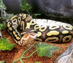 best snake bedding clearance 53 off