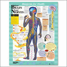 Details About Kids Brain System Laminated Chart 20x26