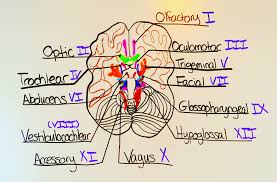 How To Remember The Cranial Nerves