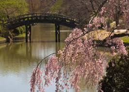 where to see cherry blossoms in the us