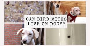 can bird mites live on dogs what s the