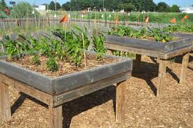 Want To Start A Vegetable Garden