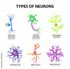 types of neurons structure sensory