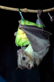 25 Of The Cutest Bat Species Mnn Mother Nature Network