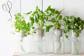 How to Grow an Indoor Herb Garden 2019 The Strategist