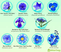 87 blue flower plants names id charts