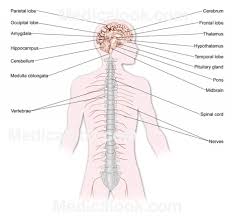 Central Nervous System Structure Structure Of The Central