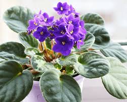 Or a very young one? How To Grow African Violet