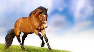 Best Collection of Horse Animated Pictures