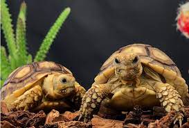 How To Care For Your Sulcata Tortoise