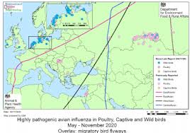 As such, reassortment of human iav with avian iav presents a pandemic risk. Avian Flu Diary Uk H5n8 Detected In Wild Birds In Gloucestershire Devon And Dorset Defra Update 4
