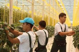 Cultivation in greenhouses is a practice that has allowed farmers to increase their. Market Study On Greenhouse Industry In Kazakhstan