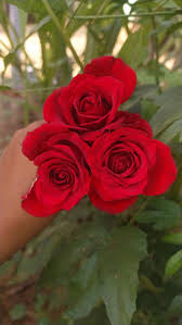 red rose rose wallpaper