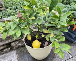 how to grow lemon trees indoors 6 easy