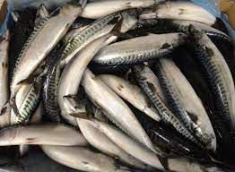 挪威鲐鱼（青花鱼）2021夏季捕捞有初步数据