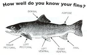 Fish Identification Guide