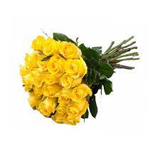 yellow roses 50 cm fresh cut 100