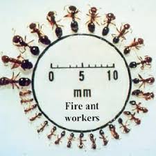 Fire Ant Control Methods In Arkansas Research Based