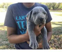 Look at pictures of great dane puppies who need a home. Great Dane Puppy For Sale By Owner Puppies For Sale Near Me