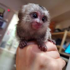 We did not find results for: Finger Monkey Breeder Finger Monkey For Sale Pigmy Marmoset Monkey For Sale Finger Monkeys For Sale