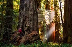 Redwood national park is split up into several different units spanning about 140 miles along the california coast. Everything To Know About Redwood National And State Parks