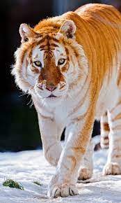 Also called golden tabby tigers or strawberry tigers, these flashy felines have very few black stripes. The Golden Tiger Endangered Animals Species