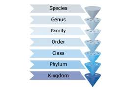 Classification System Science Learning Hub