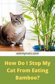 can cats eat bamboo is bamboo toxic to