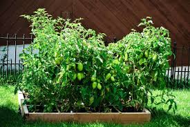 potatoes square foot garden