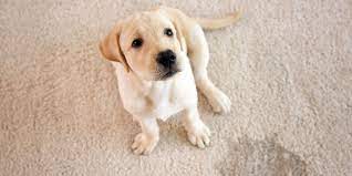 how to remove pet stains from carpets