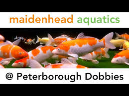 maidenhead aquatics peterborough